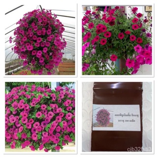 （คุณภาพสูง เมล็ด）เมล็ด ดอกพีทูเนียเตี้ย สีชมพูบานเย็น บรรจุ 200 เมล็ด/มะระ LUB9