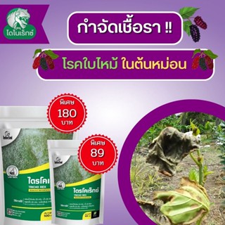 กำจัดเชื้อรา สาเหตุของโรคใบไหม้ ในต้นหม่อน ไตรโคเดอร์มา ไตรโคเร็กซ์ ปลอดภัยต่อคนและสัตว์เลี้ยง 100%