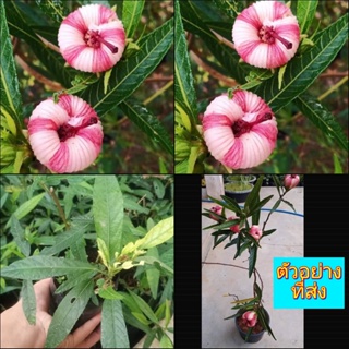 (1ต้น) ต้น ดอก ชบาเมเปิล cranberry hibiscus ต้นชบาเมเปิล ชบาเมเปิ้ล ออสเตรเลีย ต้นชบาเมเปิ้ล ประภัสสร