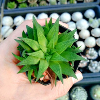 ฮาโวเทีย Haworthia แคคตัสไม้อวบน้ำราคาถูก จัดส่งทั้งกระถาง