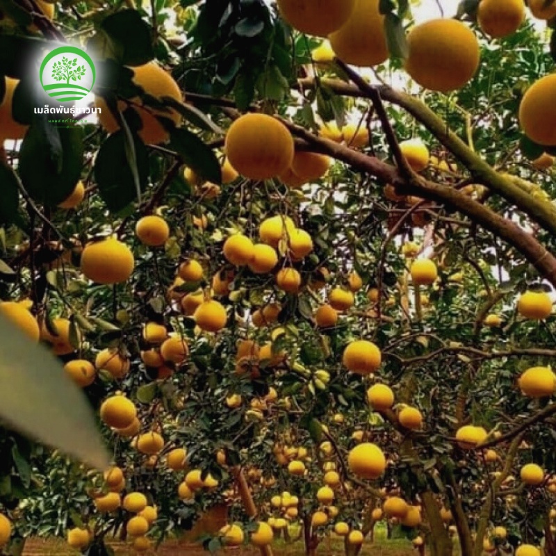 ต้นกล้าสุขภาพ-ส้มโอเหลืองไต้หวันให้ผลผลิตมากที่สุดในตลาด-ต้นกล้าแข็งแรง-สูง-50-70ซม