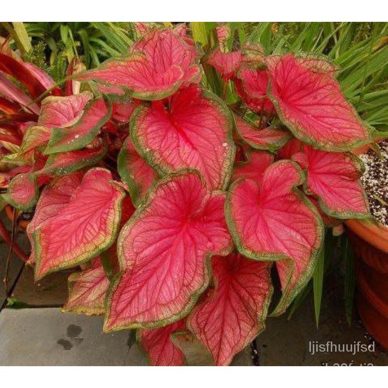 ผลิตภัณฑ์ใหม่-เมล็ดพันธุ์-สปอตสินค้า-เมล็ดอวบอ้วน-บอนสี-caladium-seeds-เมล็ดดอกไม้-ดอกไม้จริง-ต้นดอกไม้สวยๆ-บรร-ค-ง่าย