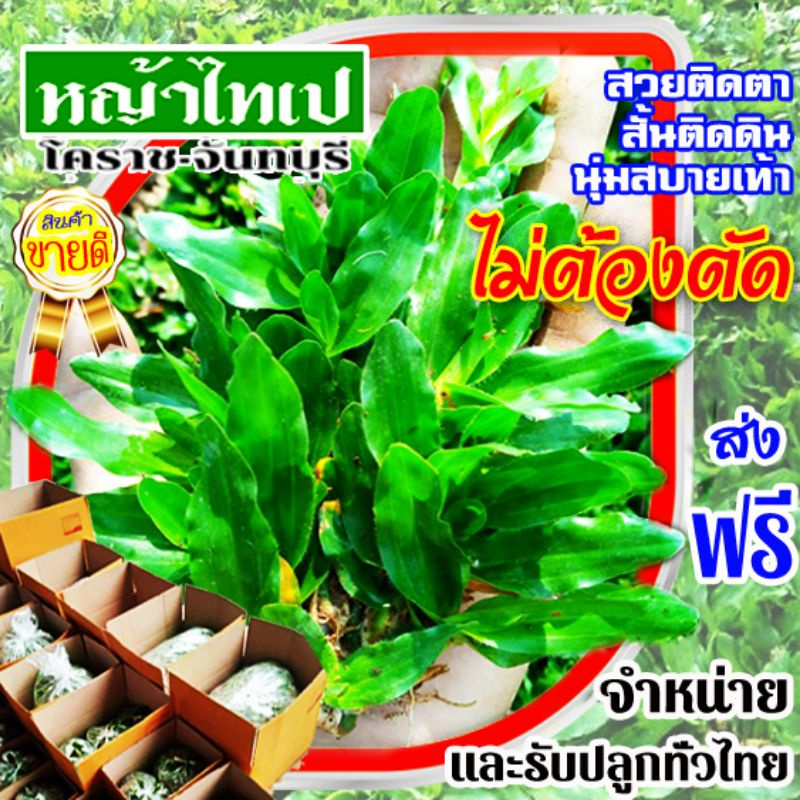 หญ้าไทเป-36-ตร-ม-18กิโล-ส่งฟรี-หญ้าแท้พร้อมปลูก-ไม่ต้องตัด