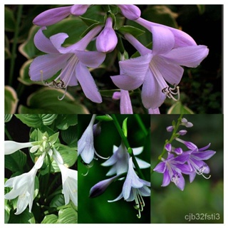 （คุณภาพสูง เมล็ด）Hosta บอนสีหายาก (ประมาณ 150 เมล็ด) ต้นดอกไม้สวยๆ พันธุ์ดอกไม้ ดอกไม้จริง เม/ง่าย ปลูก สวนครัว /กะเพรา