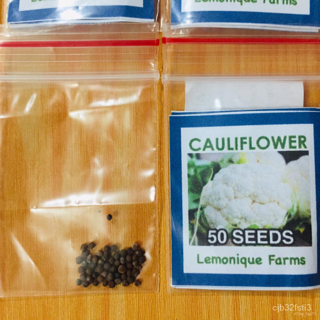 ผลิตภัณฑ์ใหม่-เมล็ดพันธุ์-จุดประเทศไทย-cauliflower-seeds-heat-resistant-เมล็ดอวบอ้วน-100-รอคอยที่จะให้ความสนใ-ต้นอ่อน