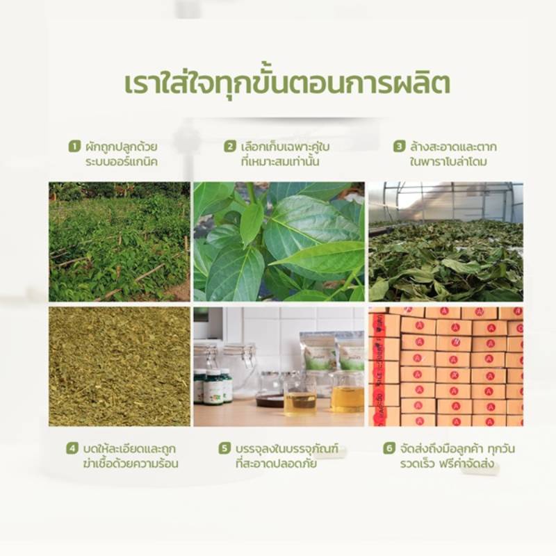ส่งฟรี-ชาผักเชียงดา-ตรา-มณีชา-ออร์แกนิค100-มี-อย-กลิ่นหอม-ทานง่าย-บดละเอียดเพื่อความเข้มข้นสูงสุด-30ซอง-ถุง