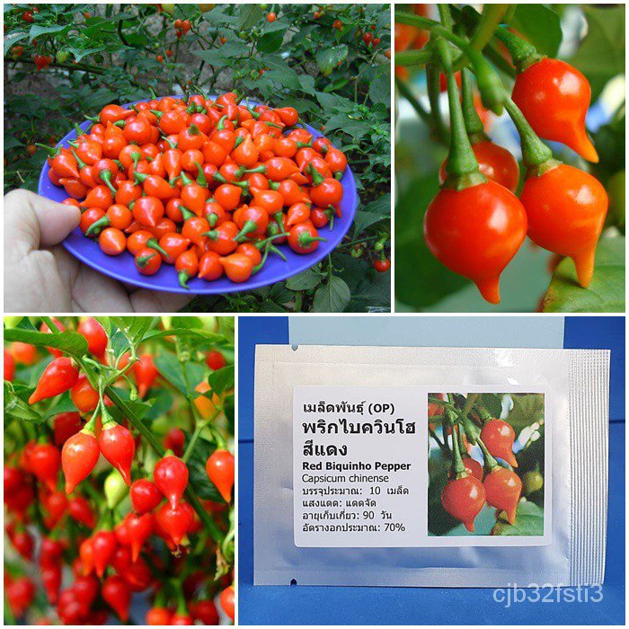 คุณภาพสูง-เมล็ด-เมล็ดพันธุ์-พริกไบควินโฮ-สีแดง-red-biquinho-pepper-seed-บรรจุ-10-เมล็ด-คุณ-ง่าย-ปลูก-สวนครัว-ต้นอ่อน