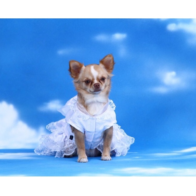 pet-cloth-doggydolly-ชุดแต่งงาน-ชุดเจ้าสาว-ชุดกระโปรงราตรี-เสื้อผ้าหมาแมว-f033