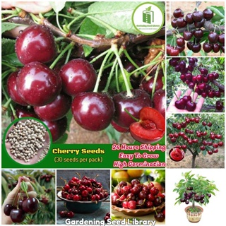 ผลิตภัณฑ์ใหม่ เมล็ดพันธุ์ จุดประเทศไทย ❤[Easy To Grow] Sweet Cherry Seeds for Planting (30 seeds per pack) High /ต้นอ่อน
