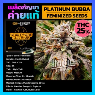 เมล็ดพันธุ์กัญชา Platinum Bubba Feminised Cannabis Seeds เพศเมีย เมล็ดกัญชานอก เมล็ดค่าย Blimburn แท้100% แบ่งขาย