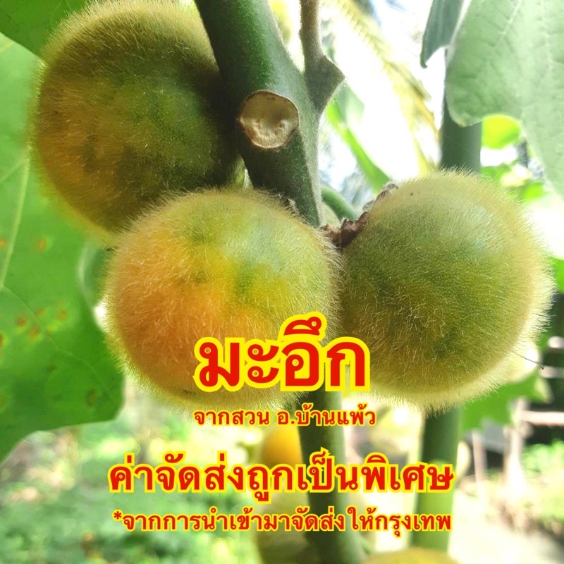 200-กรัม-มะอึก-สดจากสวนบ้านแพ้ว-แท้-100-จัดส่งทุกวันจันทร์