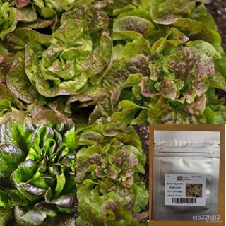 ผลิตภัณฑ์ใหม่ เมล็ดพันธุ์ 2022เมล็ด : เมล็ดผักสลัดบลอนซ์ - Bronze Mignonette Lettuce ผักสลัด เมล็ดผักสลัด บัตเตอ/กะเพรา