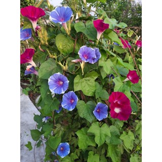 เมล็ดดอกไม้ เมล็ดมอร์นิ่งกลอรี่ ผักบุ้งฝรั่ง (Morning Glory) คละสี 40 เมล็ด