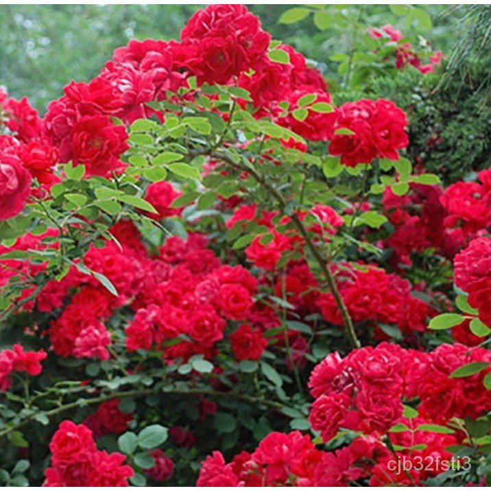 คุณภาพสูง-เมล็ด-เมล็ดพันธุ์-กุหลาบเลื้อย-กุหลาบ-สีแดง-200-เมล็ด-red-rose-seed-เมล็ดพันธุ์-ง่าย-ปลูก-สวนครัว-เมล-มะระ-wv