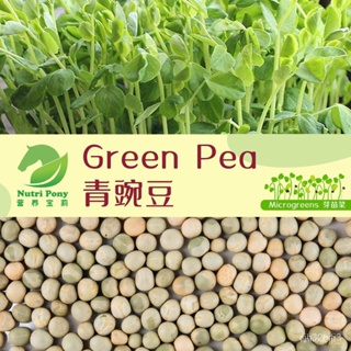 ผลิตภัณฑ์ใหม่ เมล็ดพันธุ์ จุดประเทศไทย ❤100 Grams Green Pea Microgreens Seeds  Non-GMO 青豌豆芽苗菜เมล็ด Biji Benih Ka/มะระ AY