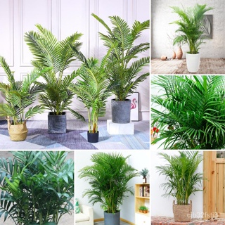 （คุณภาพสูง เมล็ด）10แคปซูล / ถุง เมล็ดปาล์มอาริกา Areca palm seeds ต้นไม้มงคล ต้นไม้ฟอกอากาศ ต/ง่าย ผัก ปลูก /ง่าย HNQL