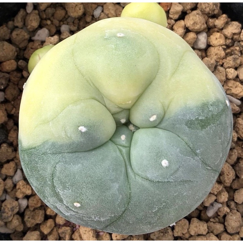 ต้นนี้ลายด่างกระจายสวยละมุน-เต้านูนหน้าสวยมาก-เจ้าเปาด่าง-lophophora-diffusa-koike-variegata-หน้าอ้วน