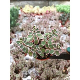 Sedum  pink  Tricolor