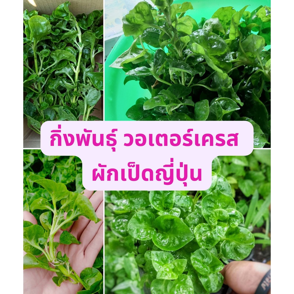 วอเตอร์เครสฮาวาย-ผักน้ำใบใหญ่-กิ่งละ2บาท