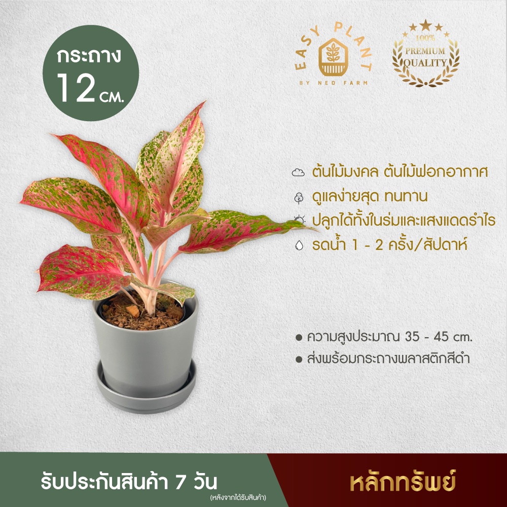 หลักทรัพย์-aglaonema-ต้นหลักทรัพย์-ต้นไม้นิมิมอล-ต้นไม้ฟอกอากาศ-ต้นไม้มงคล-ประดับตกแต่งบ้านและสวน-สวยงาม-easyplant