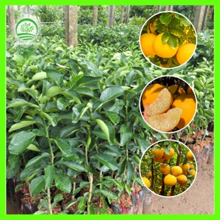 [ต้นกล้าสุขภาพ] ส้มโอเหลืองไต้หวันให้ผลผลิตมากที่สุดในตลาด ต้นกล้าแข็งแรง สูง 50-70ซม