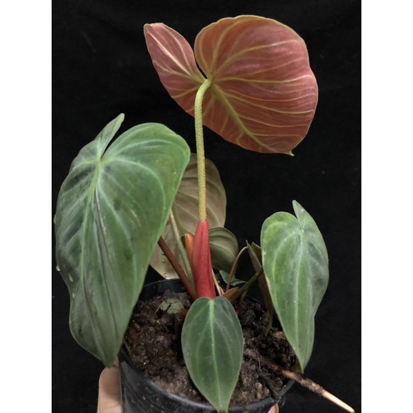 philodendron-elchocored-ไม้สวยราคาถูก