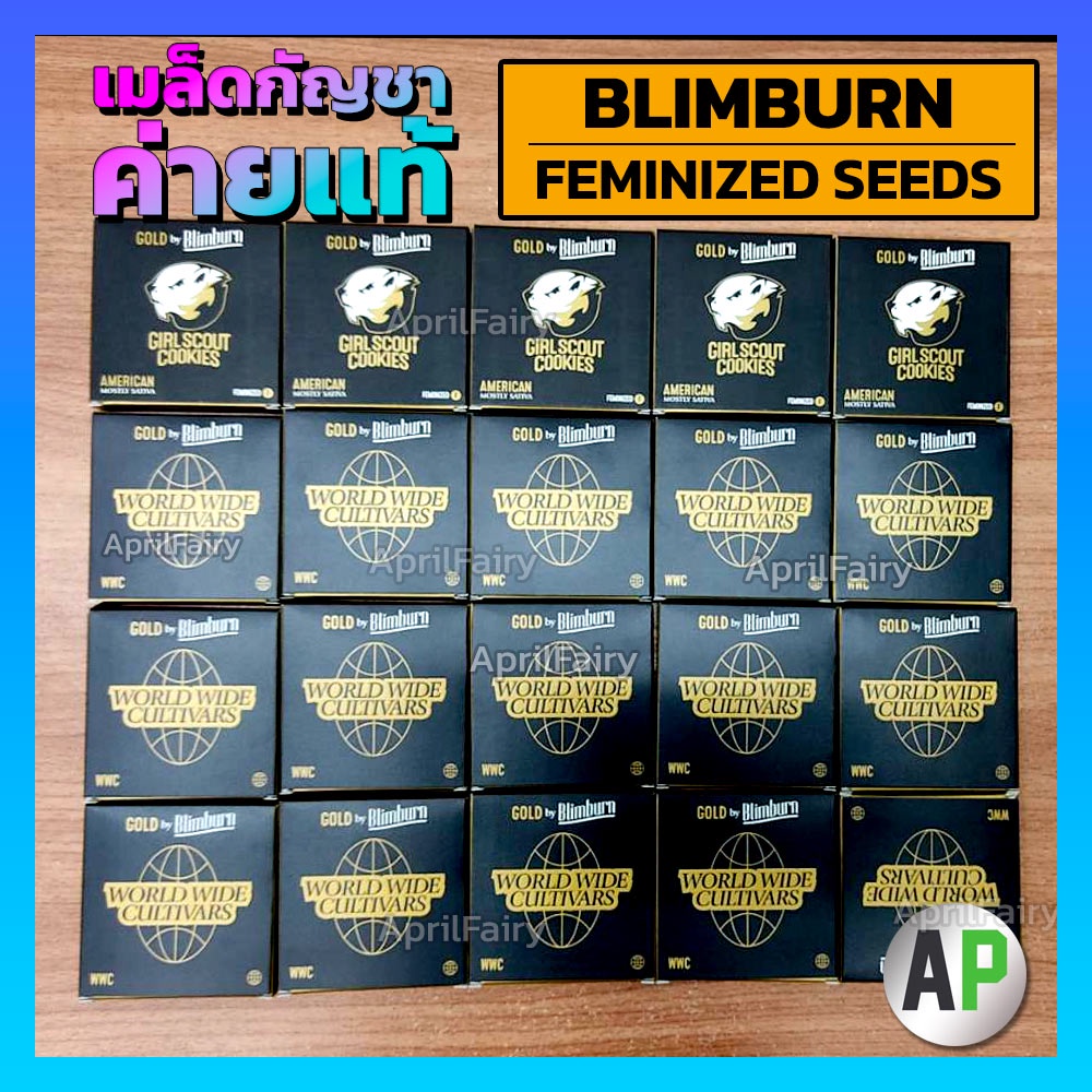 เมล็ดพันธุ์กัญชา-candyland-peyote-feminized-เพศเมีย-โฟโต้-เมล็ดกัญชานอก-เมล็ดค่าย-blimburnseeds-แบ่งขาย-ตรงปก