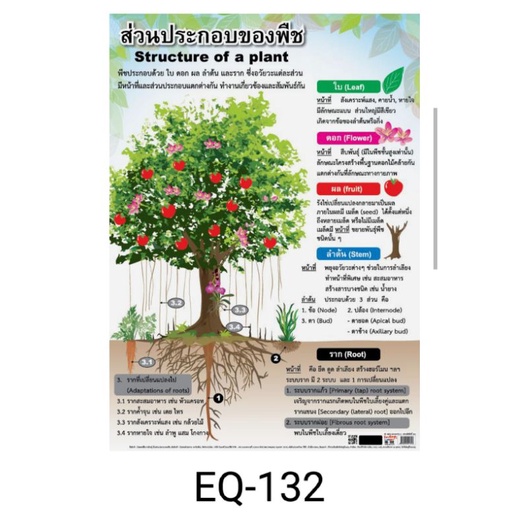 ส่วนประกอบของพืช-eq-132-โปสเตอร์กระดาษหุ้มพลาสติก-ขนาด-50-70-cm