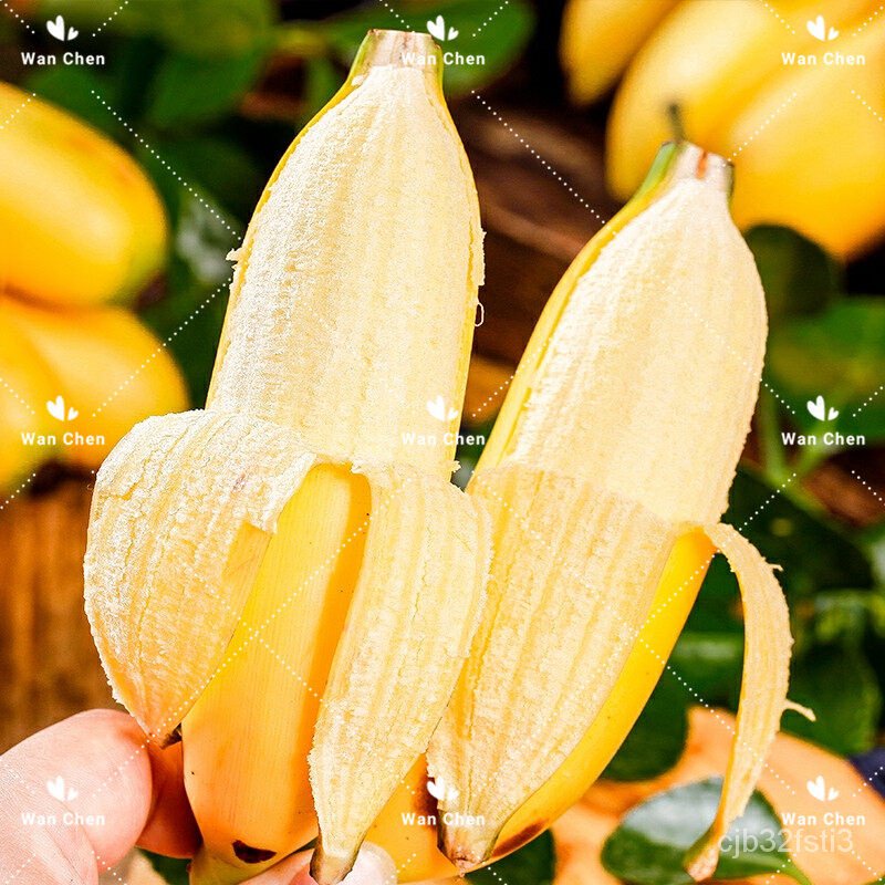 คุณภาพสูง-เมล็ด-เมล็ดพันธุ์กล้วยแคระ-ต้นกล้วยจิ๋ว-พืชสวนหายาก-กล้วยบอนไซ-แพ็กละ-50เมล็ดพันธุ์-พันธุ-ง่าย-ปลูก-ส-ง่าย-f0