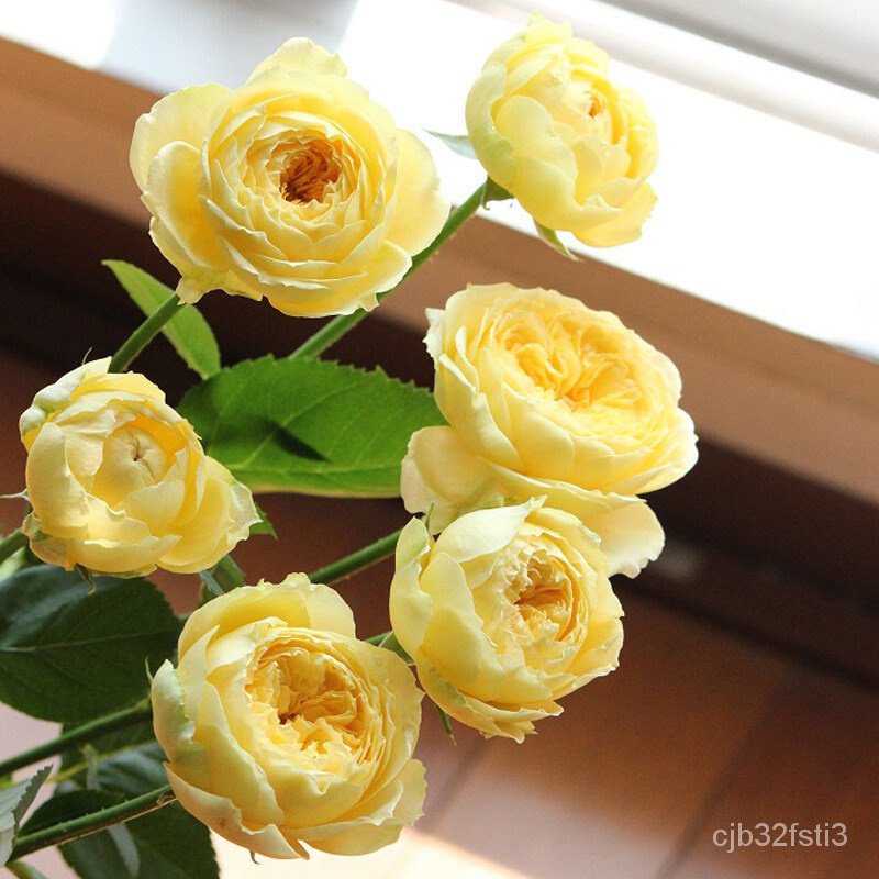 คุณภาพสูง-เมล็ด-เมล็ดพันธุ์-ดอกกุหลาบสีเหลือง-yellow-rose-flower-seeds-พันธุ์ดอกไม้-ต้นไม้ปร-งอก-ผัก-ปลูก-งอก-7cfg