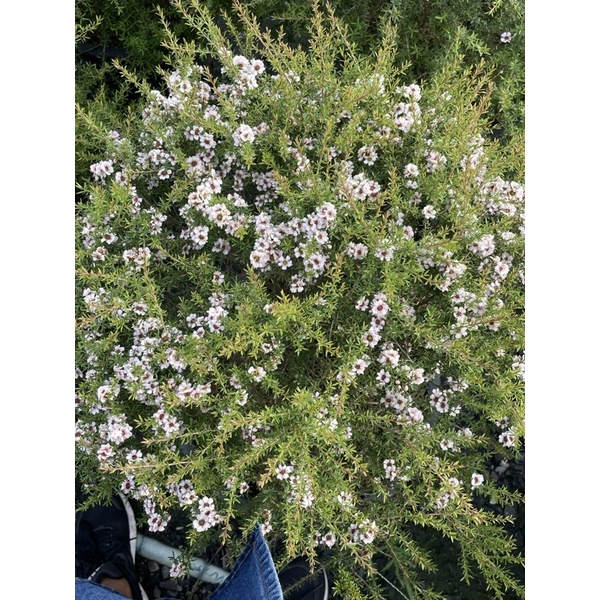 รูปภาพของต้นมานูก้า(Manuka) ต้นไม้Rare Items หายาก ดอกสวย น่ารัก (ติดดอกทุกต้นค่ะ)ลองเช็คราคา