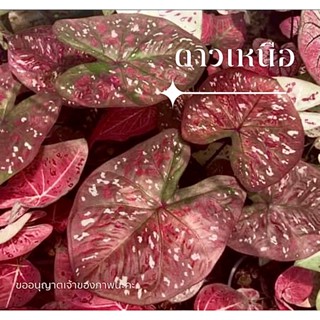ดาวเหนือ(บอนสีใบกลมน่ารักราคาถูก)