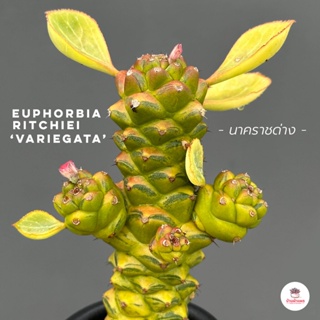 นาคราชด่าง Euphorbia Ritchiei ‘Variegata’ แคคตัส กระบองเพชร cactus&amp;succulent