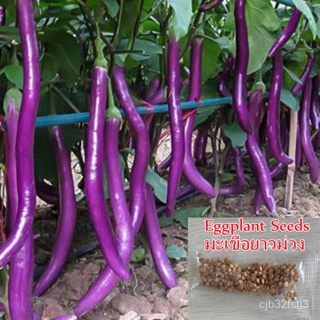 （คุณภาพสูง เมล็ด）บอนสี เมล็ดพันธุ์ Rare Long Eggplant Seeds 200เมล็ด เมล็ดบอนสี เมล็ดพันธุ์ผัก พันธุ์ไม้ผล ดอกไม/ต้นอ่อน