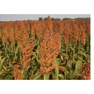 ผลิตภัณฑ์ใหม่ เมล็ดพันธุ์ 2022ขายถูก 500 กรัม เมล็ดข้าวฟ่างแดง Red Sorghum ข้าวแดงนก ข้าวฟ่างแท้ ข้าวฟ่างนก เมล็/กะเพรา