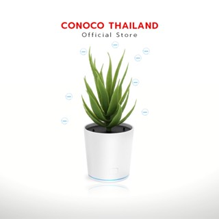 CONOCO ต้นไม้ปล่อยไอออน กรองPM2.5 ต้นไม้ฟอกอากาศ แบบมินิมอล