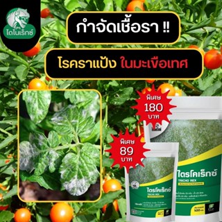 กำจัดเชื้อรา สาเหตุของโรคราแป้ง ในมะเขือเทศ ไตรโคเดอร์มา ไตรโคเร็กซ์ ปลอดภัยต่อคนและสัตว์เลี้ยง 100%