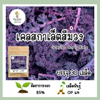 （คุณภาพสูง เมล็ด）เคลสกาเลต สีม่วง  อัตราการงอกสูง เมล็ดพันธุ์แท้นำเข้า/ง่าย ปลูก สวนครัว เมล็ด/ต้นอ่อน NA8N