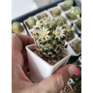 แมมขนนกเหลือง ดอกสีขาว-ขาวขีดชมพู Mammillaria Schiedeana