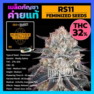 เมล็ดพันธุ์กัญชา RS11 Feminised Cannabis Seeds เพศเมีย เมล็ดกัญชานอก เมล็ดค่าย Blimburn แท้100% แบ่งขาย