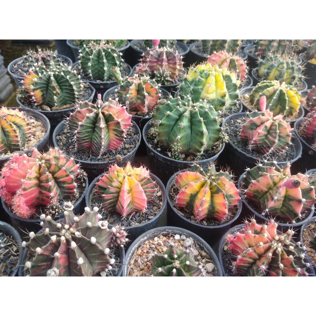 เมล็ดแคคตัส-เมล็ดกระบองเพชร-cactus-seed