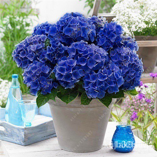 ผลิตภัณฑ์ใหม่-เมล็ดพันธุ์-mix1pcs-bag-bonsai-flower-seed-hydrangea-garden-plant-hydrangea-flower-pot-vase-seed-ต้นอ่อน