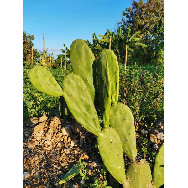 ต้นโอพันเทีย เขียว กระบองเพชร เสมา opuntia​ หูกระต่าน โอพันเทีย Cactus​ แคคตัส กระบองเพชร​ ไม้อวบน้ำ​