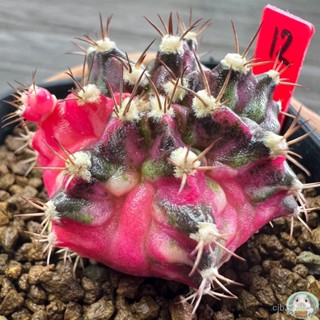 (R12) ต้นยิมโนหน้ายับ ด่าง ลูก Trex ไม้เมล็ด - (gymnocalycium) - แคคตัส/ง่าย ปลูก สวนครัว เมล็ด/ต้นอ่อน 34V0