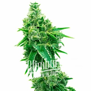เมล็ดพันธุ์กัญชา CBD ACDC (1:18) Feminised Cannabis Seeds เพศเมีย เมล็ดกัญชานอก เมล็ดค่าย Blimburn แท้100% แบ่งขาย