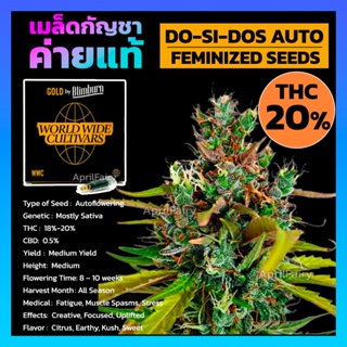 เมล็ดพันธุ์กัญชา Do-Si-Dos Auto Feminised Cannabis Seeds เพศเมีย เมล็ดกัญชานอก เมล็ดค่าย Blimburn แท้100% แบ่งขาย