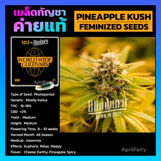 เมล็ดพันธุ์กัญชา Pineapple Kush Feminised Cannabis Seeds เพศเมีย เมล็ดกัญชานอก เมล็ดค่าย Blimburn แท้100% แบ่งขาย