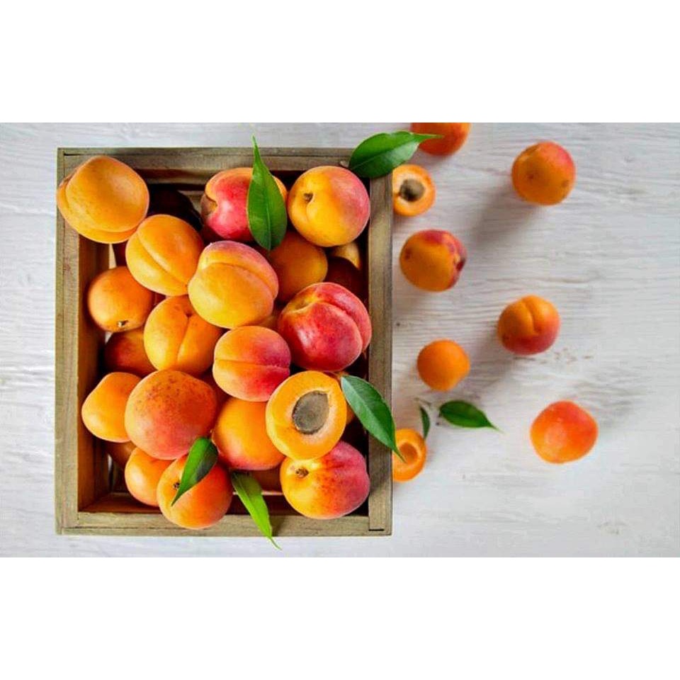 1ต้น-ต้น-แอปริคอท-พันธุ์-modesto-apricot-เอพริคอต-แอพริคอต-แอปริคอต-ต้นแอปริคอท-ต้นแอปริคอต-พิสุทธิ์