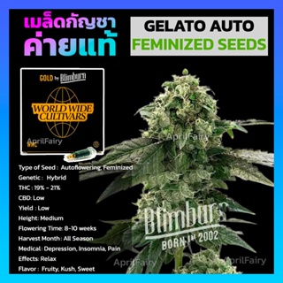 เมล็ดพันธุ์กัญชา Gelato AUTO Feminised Cannabis Seeds เพศเมีย เมล็ดกัญชานอก เมล็ดค่าย Blimburn แท้100% แบ่งขาย