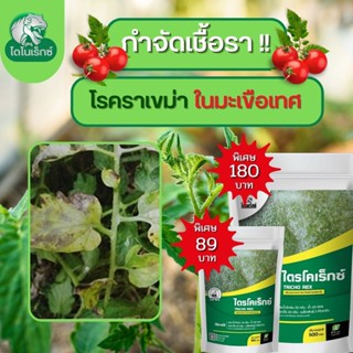 กำจัดเชื้อรา สาเหตุของโรคราเขม่าในมะเขือเทศ ไตรโคเดอร์มา ไตรโคเร็กซ์ ปลอดภัยต่อคนและสัตว์เลี้ยง 100%